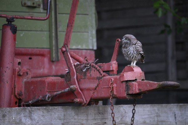 A young little owl (Athene noctua) sitting on the drawbar of an old agricultural implement, Osnabrücker Land, Lower Saxony, Germany