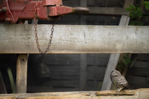 A young little owl (Athene noctua) sitting on a wooden fence, in the background, the drawbar of an old agricultural implement, Osnabrücker Land, Lower Saxony, Germany