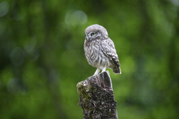 A live young little owl (Athene noctua) sits attentively on a tree stump against a green background, Osnabrücker Land, Lower Saxony, Germany
