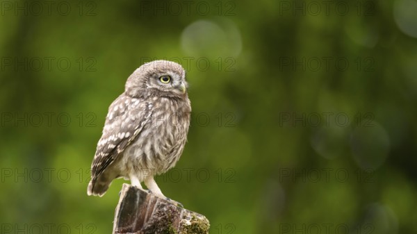 A little owl (Athene noctua) sitting alone on an old willow pole in front of a soft green background, Osnabrücker Land, Lower Saxony, Germany