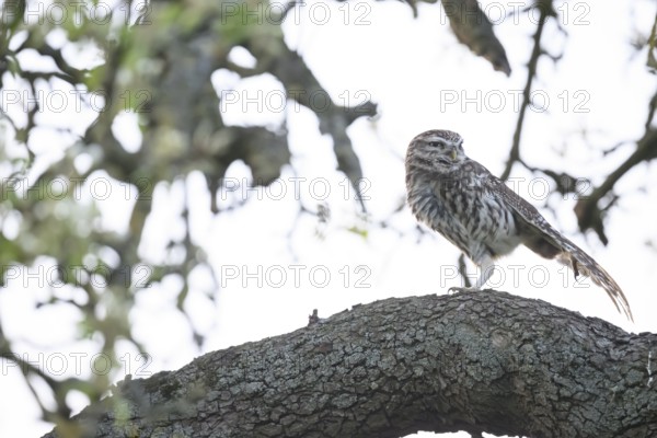 Little owl (Athene noctua) stretching out a wing on a branch of a pear tree (Pyrus communis), against a light-coloured background in a tree-rich environment, Osnabrücker Land, Lower Saxony, Germany