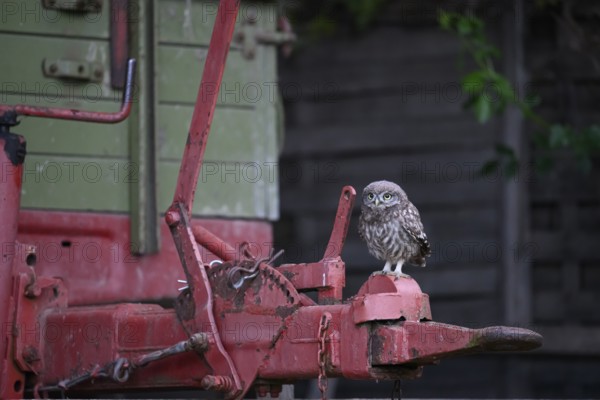 A young little owl (Athene noctua) sitting on the drawbar of an old agricultural machine, strong contrast to the natural environment, Osnabrücker Land, Lower Saxony, Germany