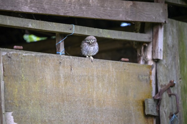 A little owl (Athene noctua) sits curiously in an old shed, Osnabrücker Land, Lower Saxony, Germany Germany