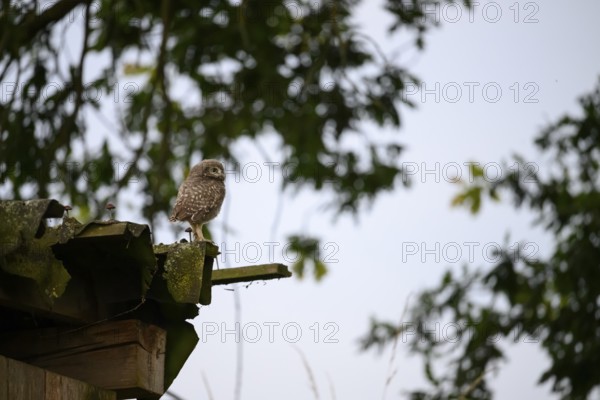 A young little owl (Athene noctua) sitting on a moss-covered roof, surrounded by blurred foliage, Osnabrücker Land, Lower Saxony, Germany
