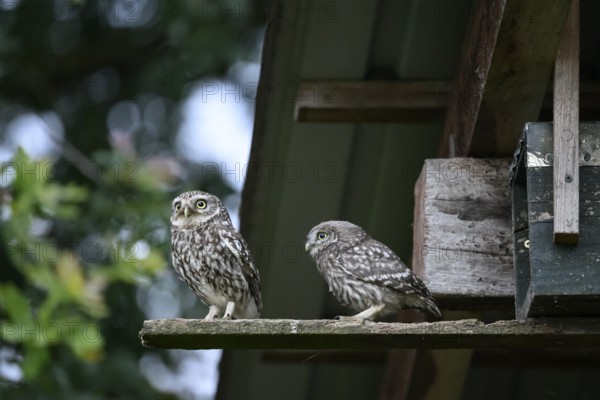 Two little owls (Athene noctua) Old bird and young bird sitting in front of their artificial nesting tube under the roof of a shed, Osnabrücker Land, Lower Saxony, Germany
