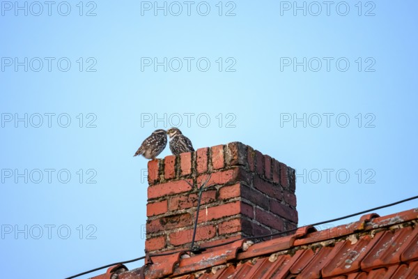 Two little owls (Athene noctua) sitting on a brick chimney in front of a blue sky and mating, Osnabrücker Land, Lower Saxony, Germany