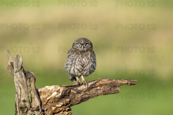 Little owl (Athene noctua) on tree trunk, bird, Race, Slovenia