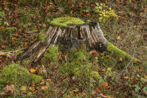 Tree stump with moss and autumn leaves in the forest in Skåne county, Sweden, Scandinavia