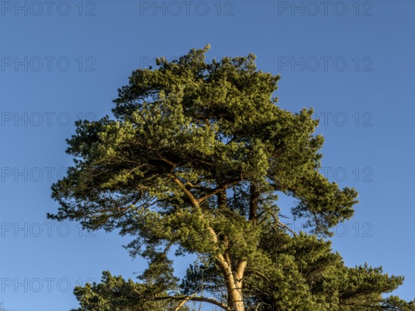 Top of pine tree against blue sky in Ystad, Skåne County, Sweden, Scandinavia