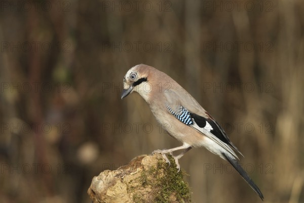 Eurasian jay (Garrulus glandarius) at winter feeding in the forest, Allgäu, Bavaria, Germany, Allgäu, Bavaria, Germany