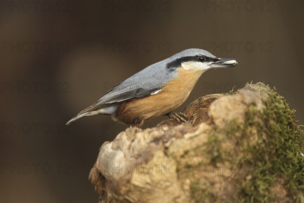 Nuthatch (Sitta europaea) at winter feeding in the forest, Allgäu, Bavaria, Germany, Allgäu, Bavaria, Germany