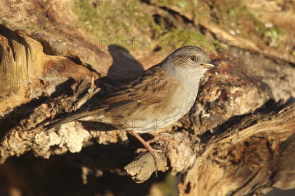 Dunnock (Prunella modularis) at winter feeding in the forest, Allgäu, Bavaria, Germany, Allgäu, Bavaria, Germany