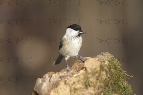 Marsh tit (Poecile palustris) or barn tit at winter feeding in the forest, Allgäu, Bavaria, Germany, Allgäu, Bavaria, Germany