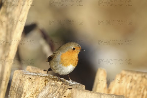 Robin (Erithacus rubecula) at winter feeding in the forest, Allgäu, Bavaria, Germany, Allgäu, Bavaria, Germany