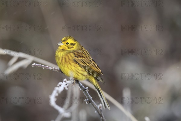 Yellowhammer (Emberiza citrinella) male in light snowfall, Allgäu, Bavaria, Germany, Allgäu, Bavaria, Germany