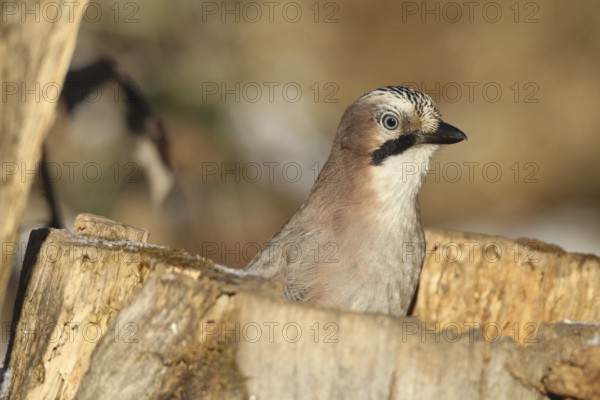 Eurasian Jay (Garrulus glandarius) portrait, at winter feeding in the forest, Allgäu, Bavaria, Germany, Allgäu, Bavaria, Germany
