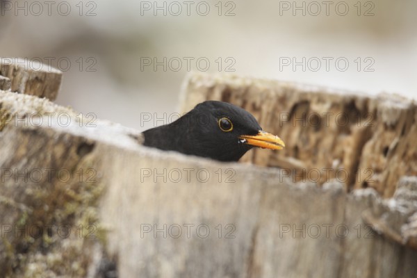 Blackbird (Turdus merula) male at winter feeding in the forest, Allgäu, Bavaria, Germany, Allgäu, Bavaria, Germany