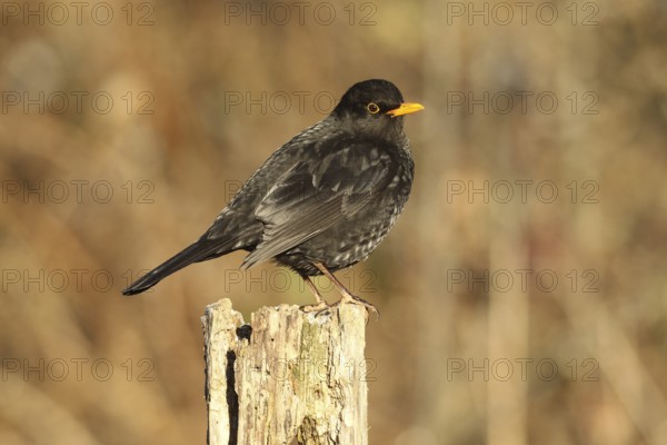 Blackbird (Turdus merula) male, no pure black plumage, partial albino, many light-coloured feathers, at the winter feeding in the forest, Allgäu, Bavaria, Germany, Allgäu, Bavaria, Germany