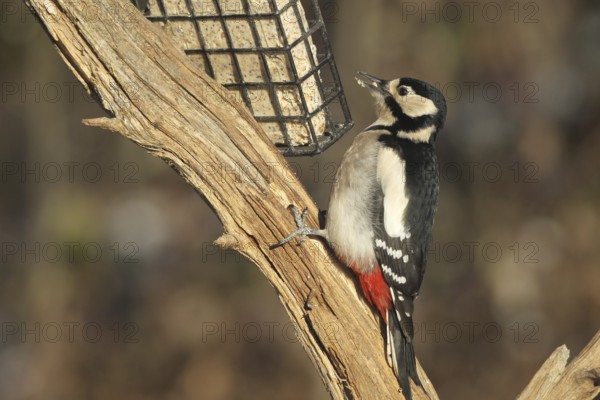 Great spotted woodpecker (Dendrocopos major) at winter feeding in the forest, Allgäu, Bavaria, Germany, Allgäu, Bavaria, Germany