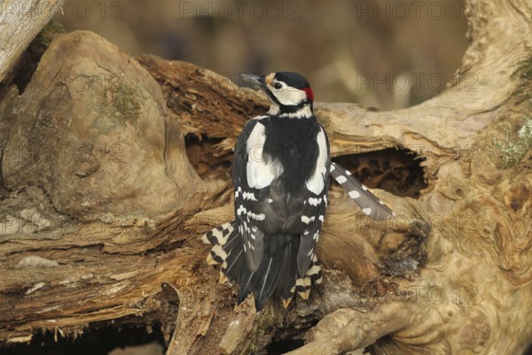 Great spotted woodpecker (Dendrocopos major) male at winter feeding in the forest, Allgäu, Bavaria, Germany, Allgäu, Bavaria, Germany