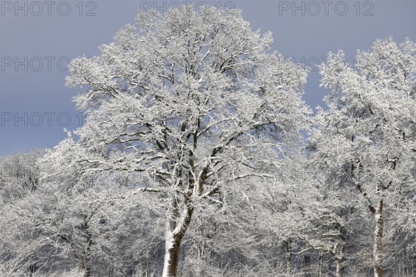 Trees covered with snow and ice in winter, Schleswig-Holstein, Germany