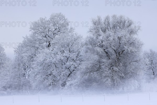 Trees covered with snow and ice in a winter landscape with fog, Schleswig-Holstein, Germany