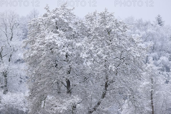 Trees covered with snow and ice in a winter landscape, Schleswig-Holstein, Germany