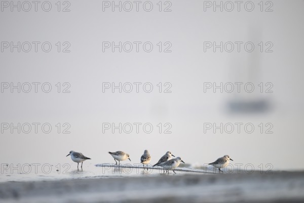 A group of Sanderlings (Calidris alba) on a foggy beach with a blurred outline of a sailing ship Sailboat and water in the Wadden Sea at low tide, Texel Island, Noord Holland, Netherlands