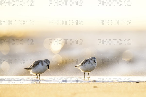 Two sanderlings (Calidris alba) standing on the beach of the island of Texel, in sunlight with blurred background, Texel, Noord Holland, Netherlands