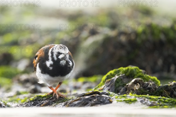 A turnstone turnstone (Arenaria interpres) on the shore, surrounded by shells and algae, in a natural environment, Texel Island, Den Hoorn, Noord-Holland, Netherlands