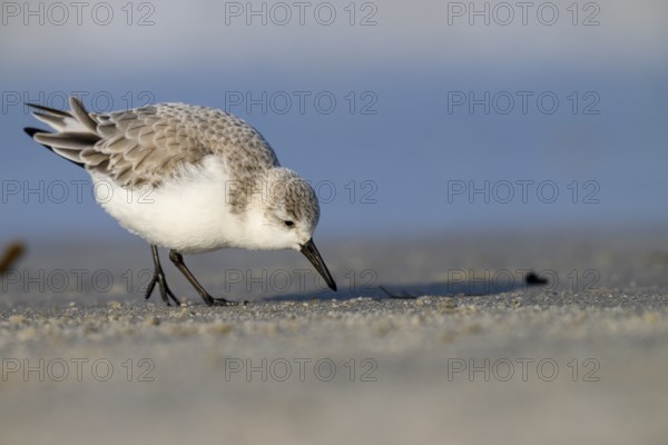 Sanderling (Calidris alba) on a sandy beach looking for food, Heligoland, Schleswig-Holstein, Germany