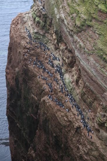 A large group of a densely packed bird colony of guillemots (Uria aalge) sits on a red sandstone rock cliff in a natural setting on the guillemot cliff of Helgoland Island, Helgoland, Schleswig-Holstein, Germany
