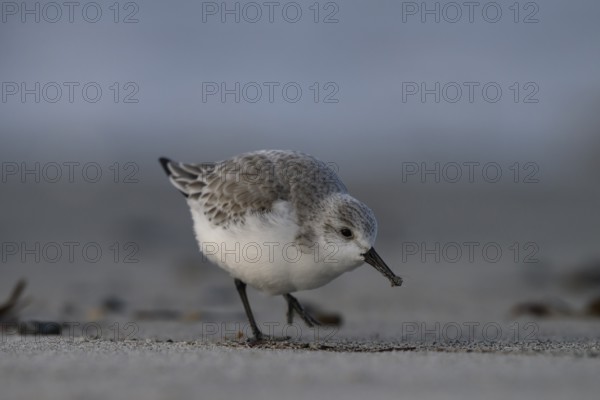 Sanderling (Calidris alba) on a sandy beach looking for food among mussels, seaweed and other washed-up debris, Heligoland, Schleswig-Holstein, Germany