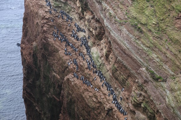 A large group of guillemots (Uria aalge) sitting on a red sandstone rock cliff in a natural environment at the Lummenfelsen of Helgoland Island, Helgoland, Schleswig-Holstein, Germany