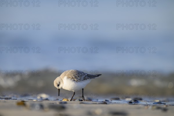 Sanderling (Calidris alba) on a sandy beach looking for food among mussels, Heligoland, Schleswig-Holstein, Germany