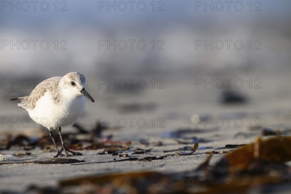 Sanderling (Calidris alba) on a sandy beach looking for food among mussels and seaweed, Heligoland, Schleswig-Holstein, Germany