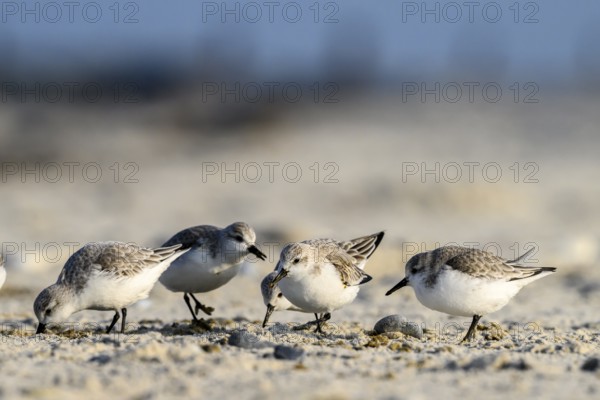 A group of sandpipers (Calidris alba) on a sandy beach looking for food, Heligoland, Schleswig-Holstein, Germany