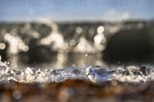 Sanderling (Calidris alba) on a sandy beach looking for food among mussels, seaweed and other debris washed up in front of glittering waves breaking in the sunlight, Heligoland, Schleswig-Holstein, Germany