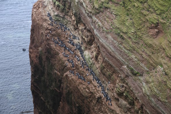 A large group of a densely packed bird colony of guillemots (Uria aalge) sits on a red sandstone rock cliff in a natural setting on the guillemot cliff of Helgoland Island, Helgoland, Schleswig-Holstein, Germany
