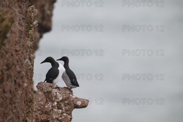 Two guillemots (Uria aalge) sitting on a red sandstone rock cliff in a natural environment at the Lummenfelsen on the island of Heligoland, Heligoland, Schleswig-Holstein, Germany