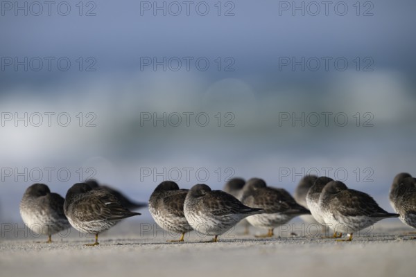 Sleeping sandpipers (Calidris maritima) on the beach of the dune, Heligoland, Schleswig-Holstein, Germany