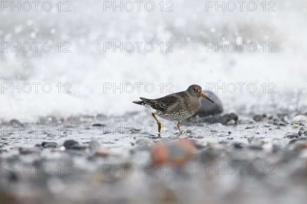 A colour-ringed common sandpiper (Calidris maritima) ringed with colour rings on its legs stands in shallow water surrounded by hectic wave foam, Helgoland, Schleswig-Holstein, Germany
