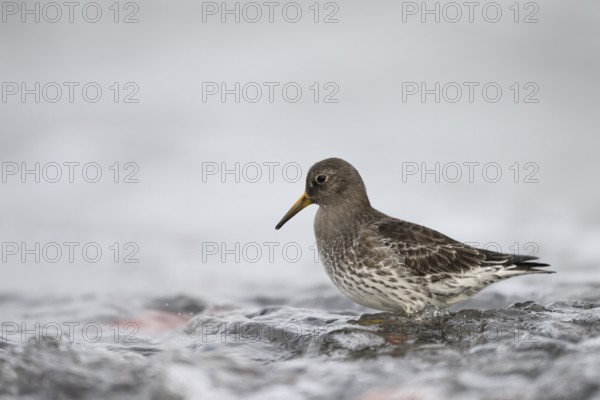 A common sandpiper (Calidris maritima) stands in shallow water surrounded by hectic wave foam, Helgoland, Schleswig-Holstein, Germany
