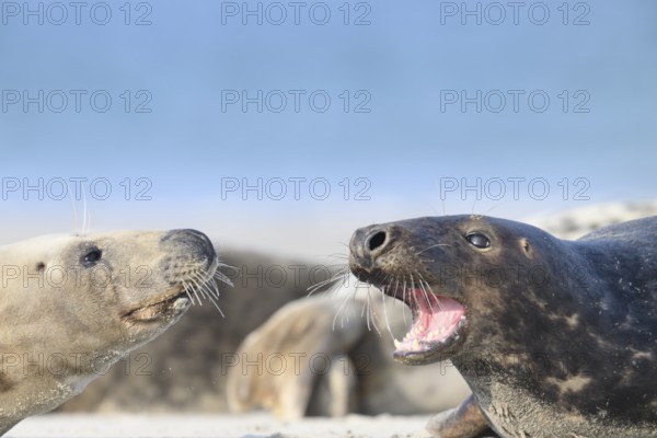 Two grey seals (Halichoerus grypus) are lying on the beach and interacting, the male seal has opened his mouth and shows his teeth with the background of sand and sea, Helgoland, Schleswig-Holstein, Germany