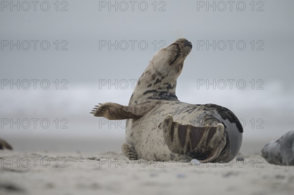 A grey seal (Halichoerus grypus) rests relaxed on the beach, with the background of the calm sea, Heligoland, Schleswig-Holstein, Germany