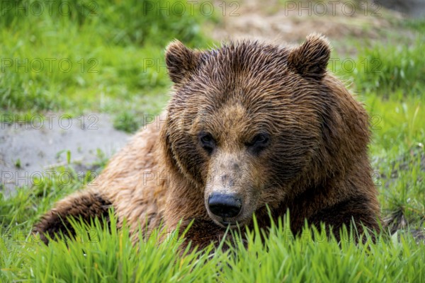 Brown bear (Ursus arctos), animal portrait, Alaska, USA