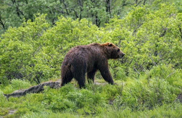 Brown bear (Ursus arctos), Alaska, USA