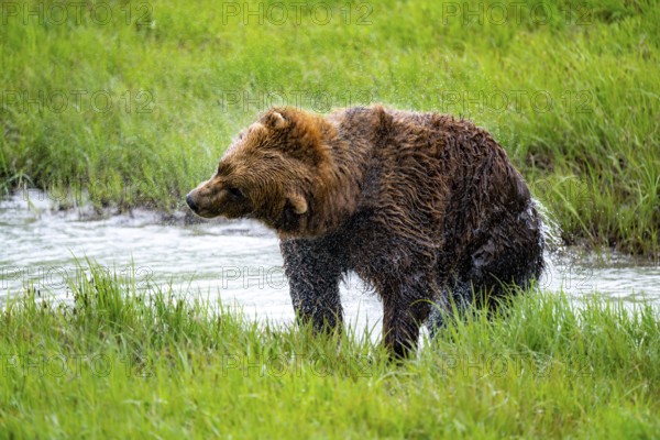 Brown bear (Ursus arctos) shaking water out of its fur after a bath in the river, spring, Alaska, USA