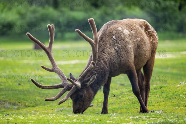 Wapiti (Cervus canadensis) grazing, Alaska, USA