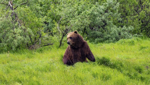 Brown bear (Ursus arctos) sitting in the grass in spring, Alaska, USA
